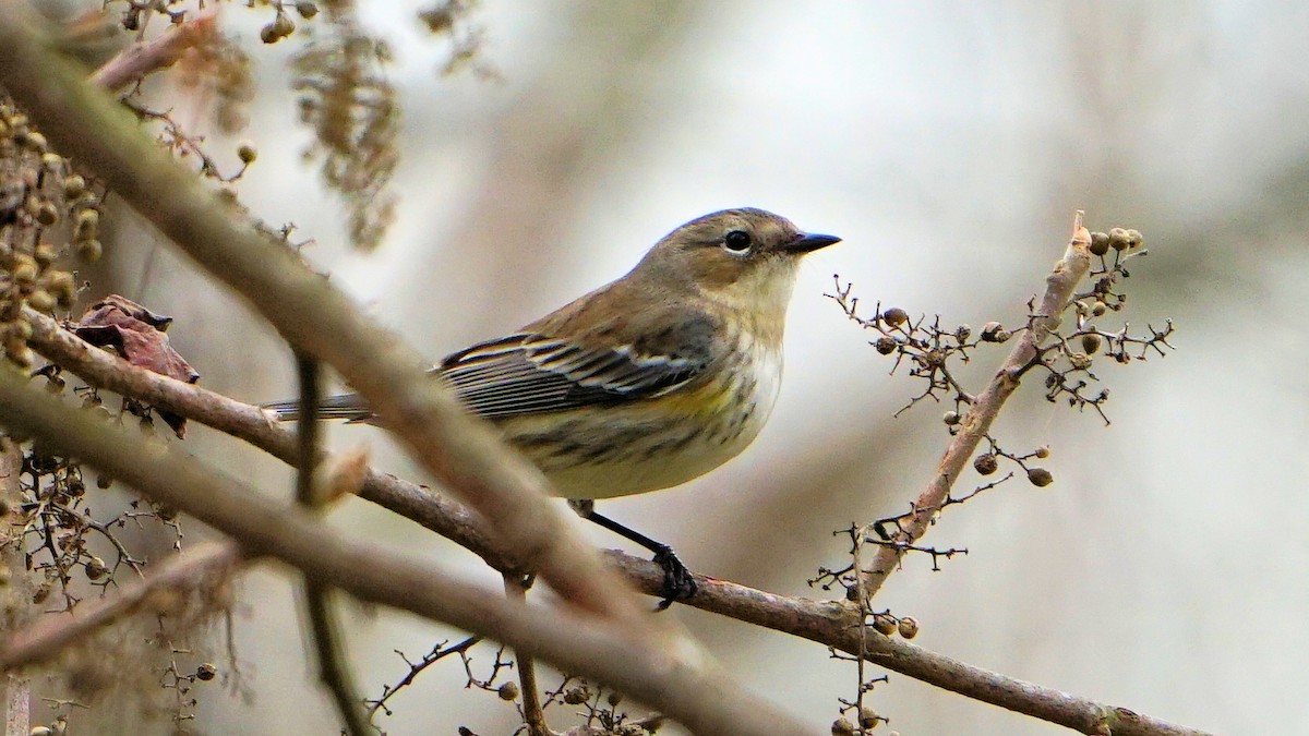 Yellow-rumped Warbler - ML614915539