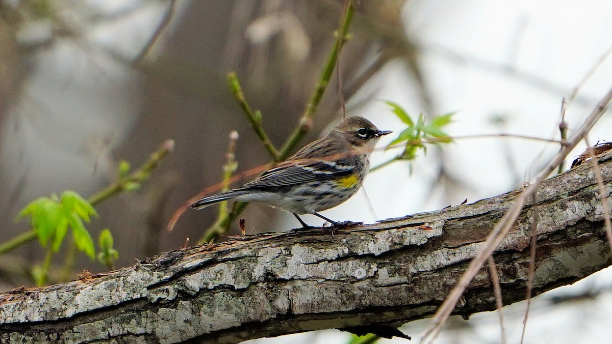 Yellow-rumped Warbler - ML614915540