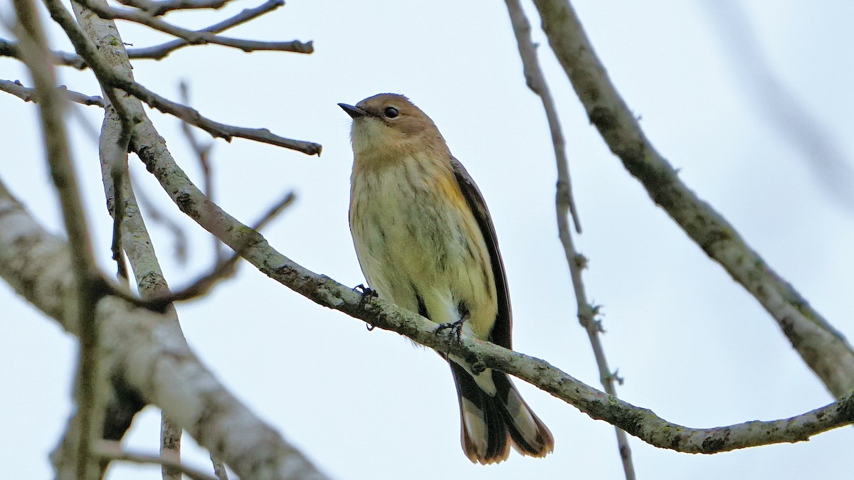 Yellow-rumped Warbler - ML614915541