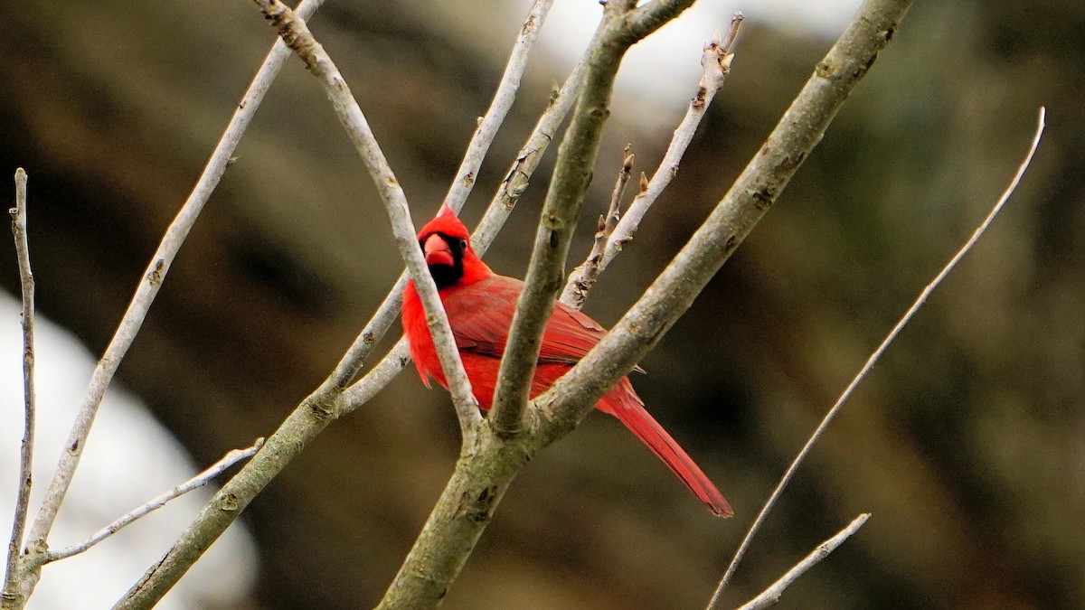Northern Cardinal - ML614915544