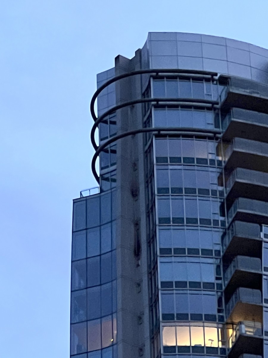 Peregrine Falcon - ML614915643