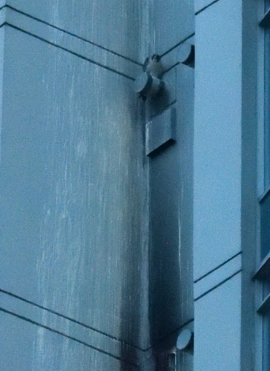 Peregrine Falcon - ML614915646