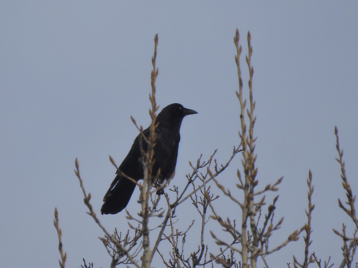 American Crow - ML614915648