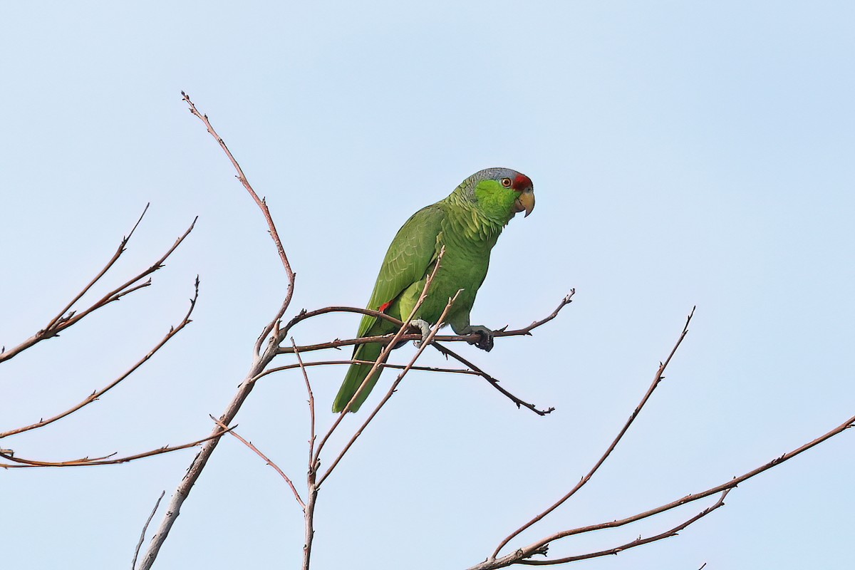 Lilac-crowned Parrot - David McQuade