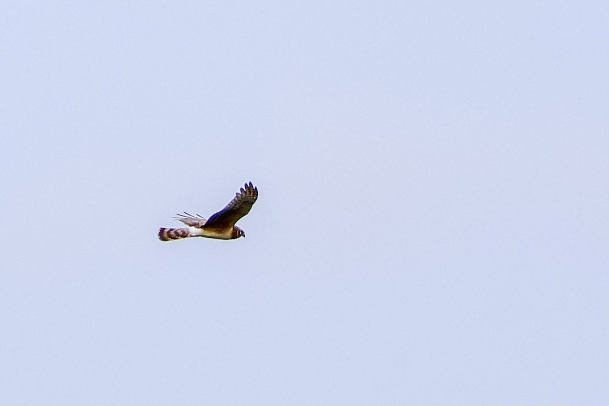 Northern Harrier - ML614915706