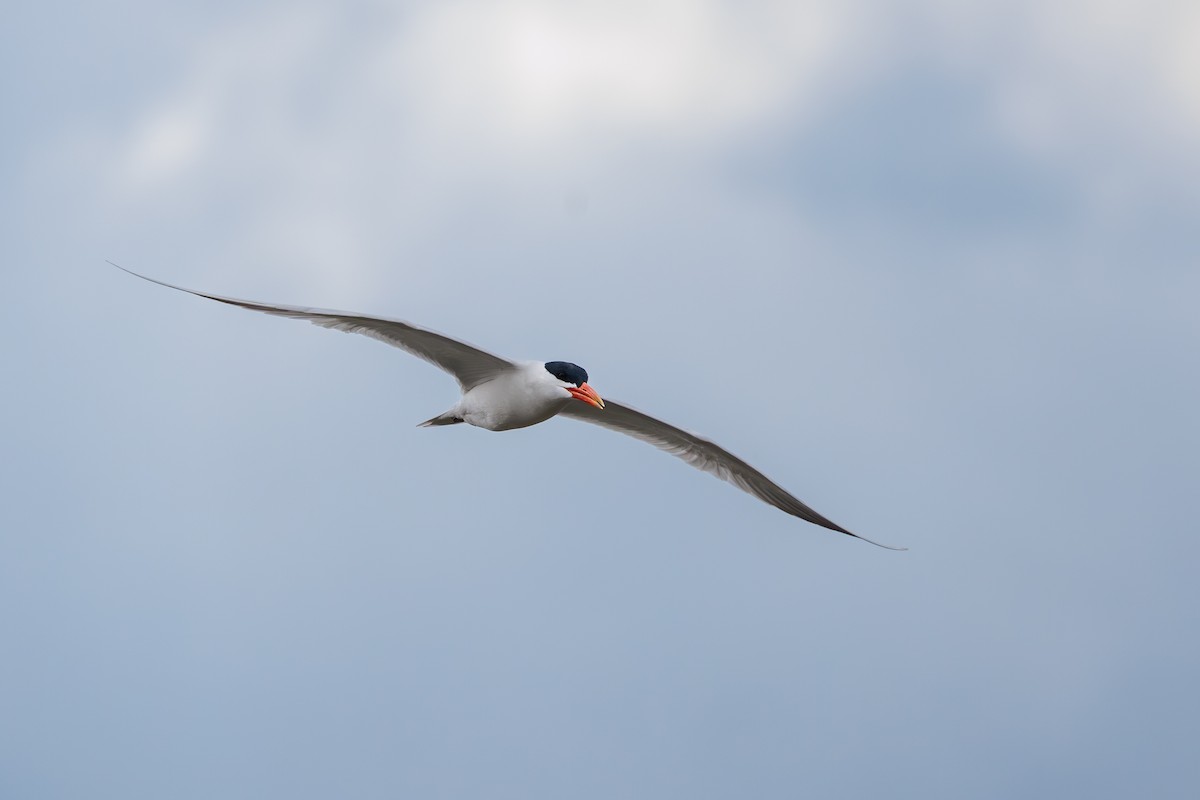 Caspian Tern - Chris Kennelly