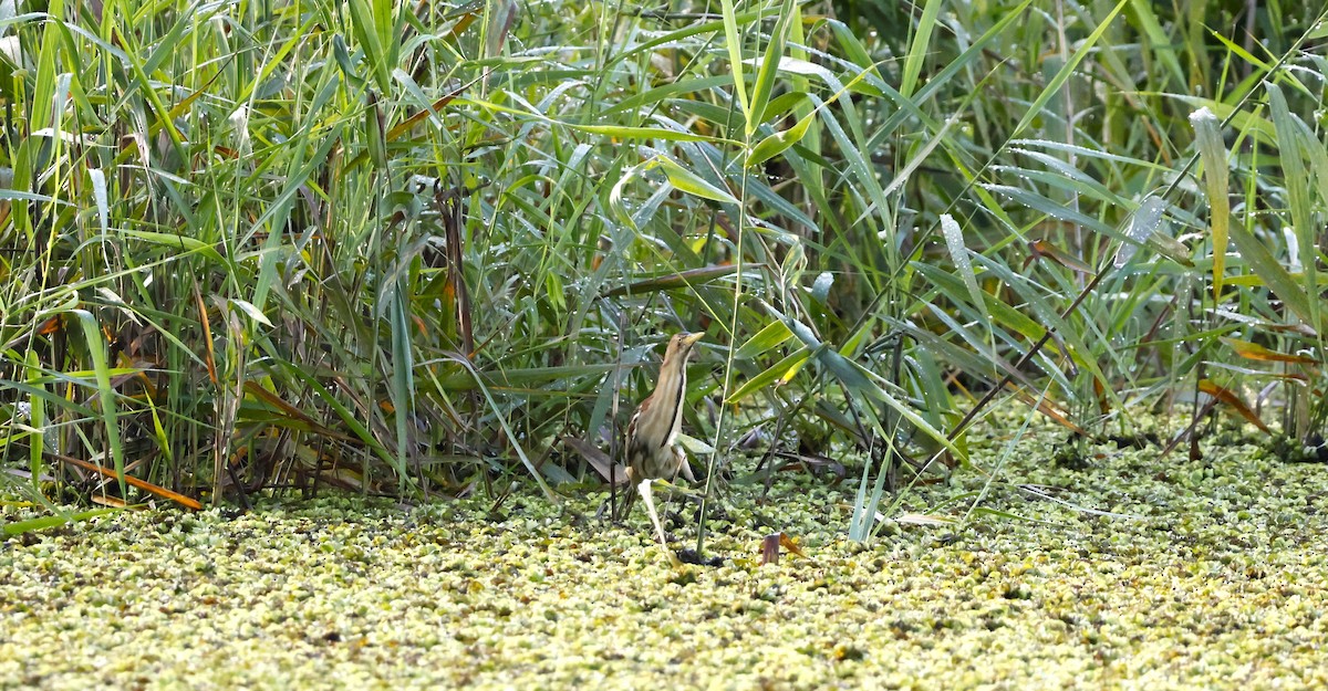 Black-backed Bittern - ML614915734