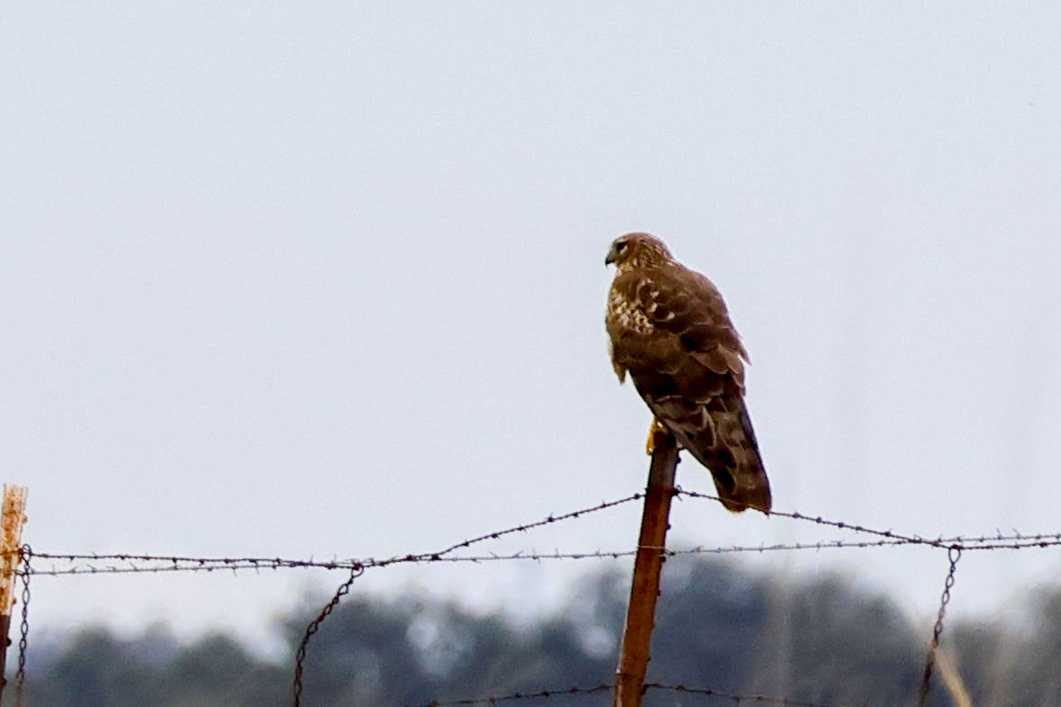 Northern Harrier - ML614915740