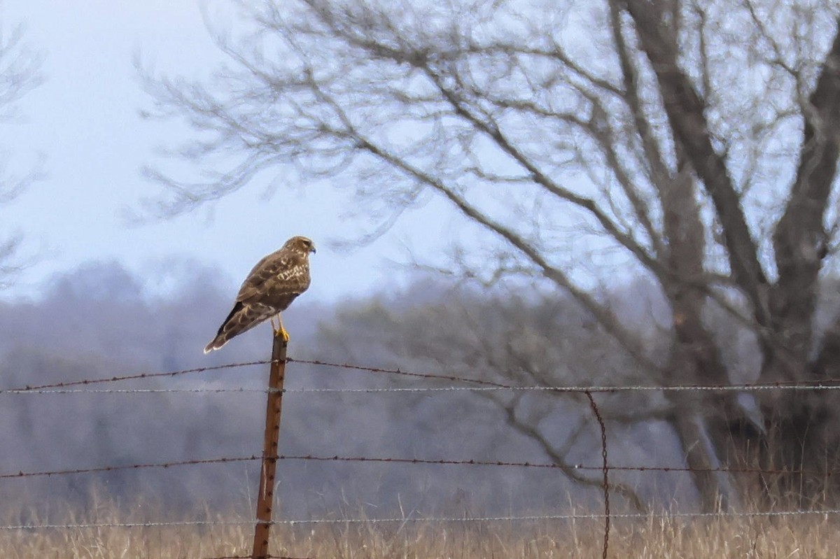 Northern Harrier - ML614915741