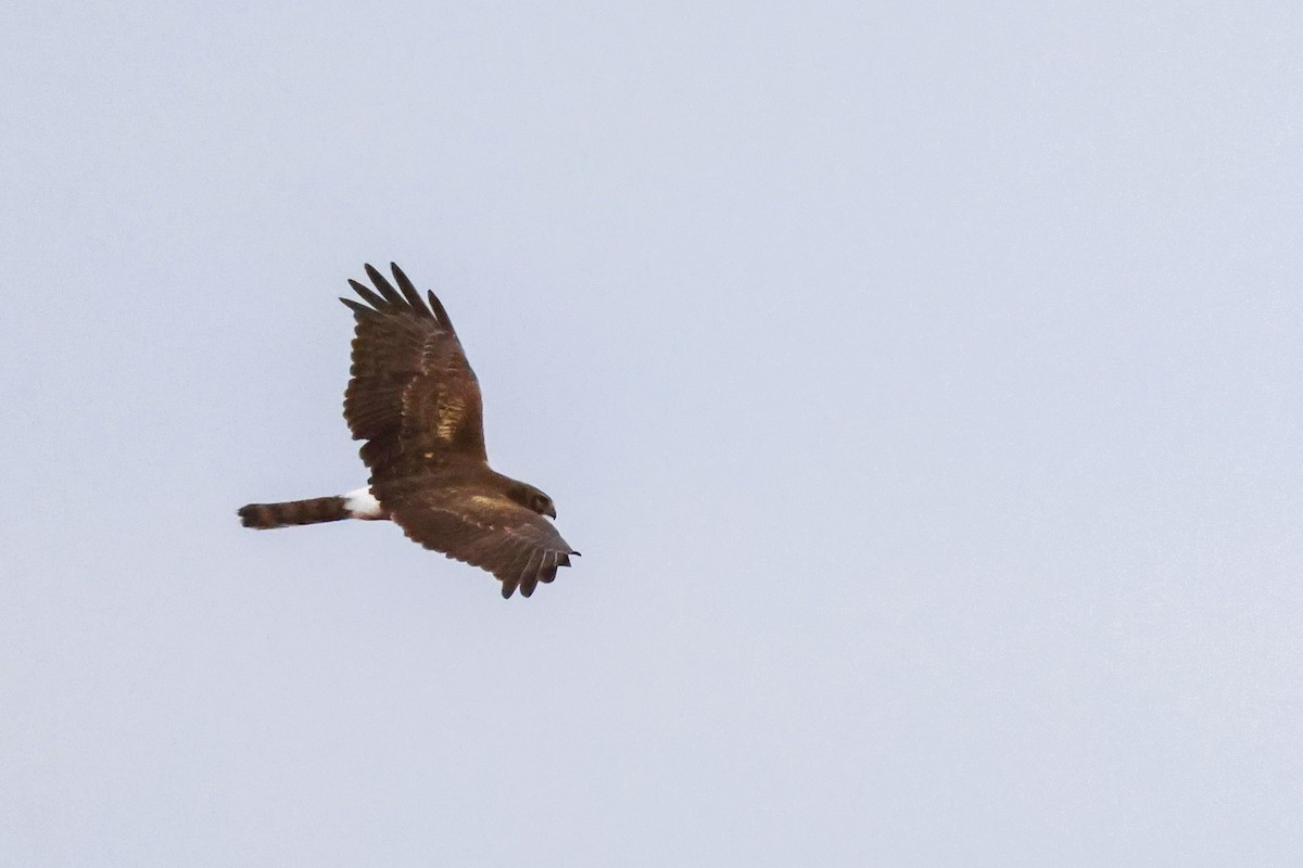 Northern Harrier - ML614915742