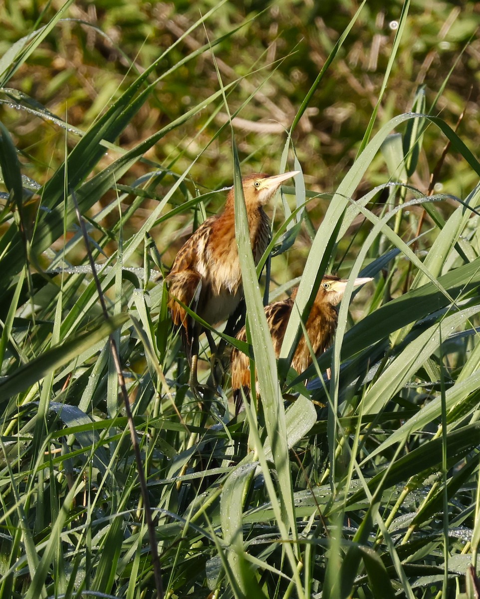 Black-backed Bittern - ML614915746