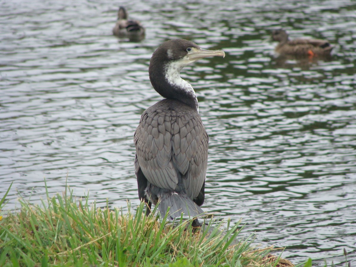 Pied Cormorant - Saul Ward