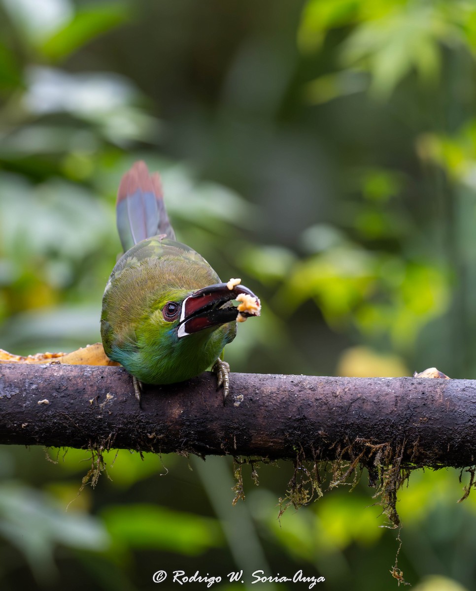 Crimson-rumped Toucanet - Rodrigo Wilber Soria Auza