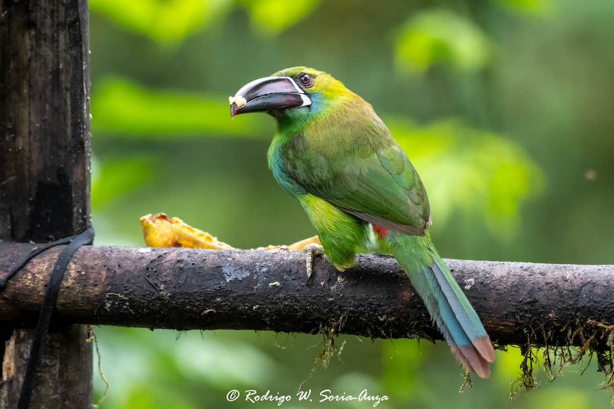 Toucanet à croupion rouge - ML614915759