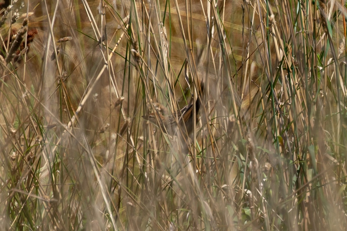 Tawny Grassbird - ML614915778