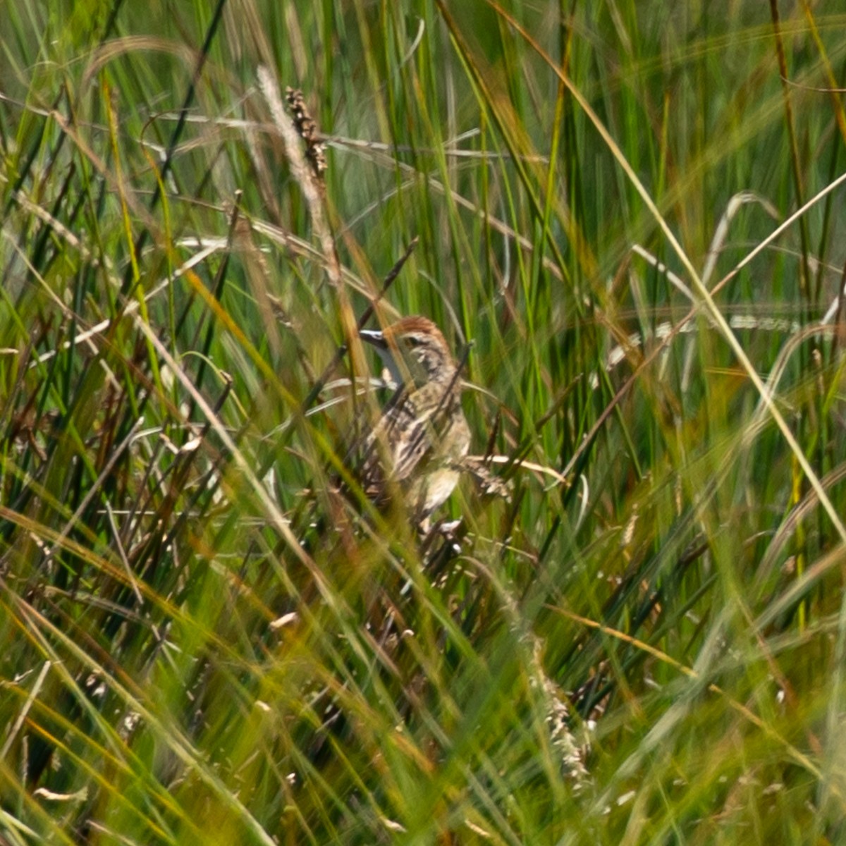 Tawny Grassbird - ML614915779