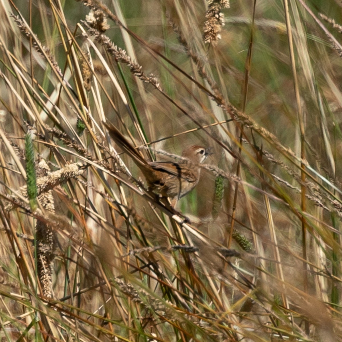 Tawny Grassbird - ML614915780