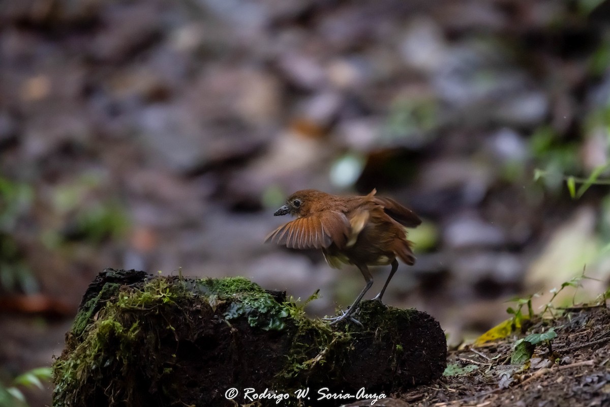 Yellow-breasted Antpitta - ML614915849