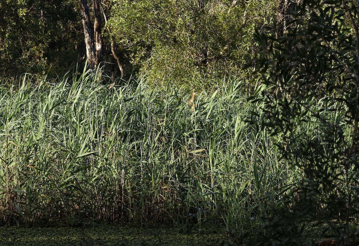 Black-backed Bittern - ML614915860