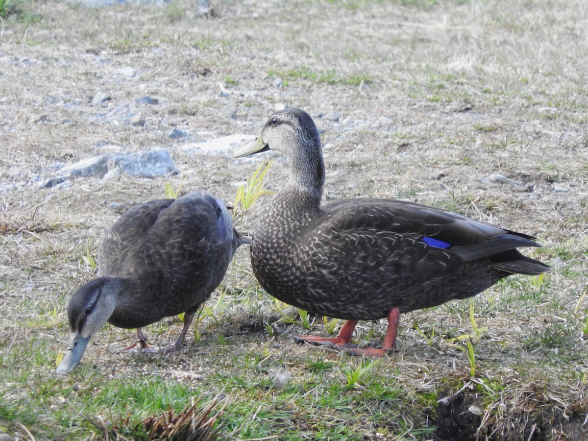 American Black Duck - Ameeta Cordell