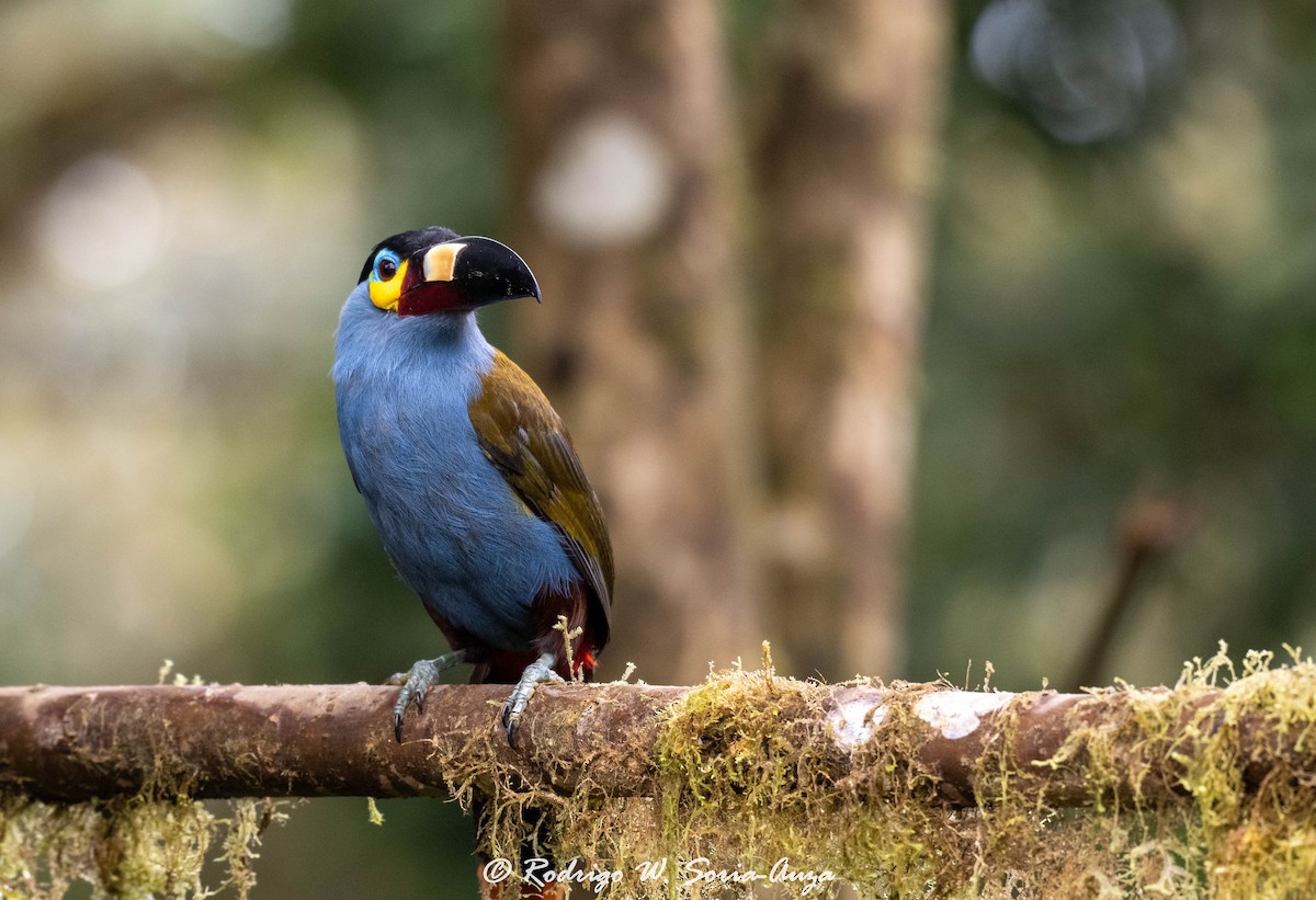 Plate-billed Mountain-Toucan - ML614915922