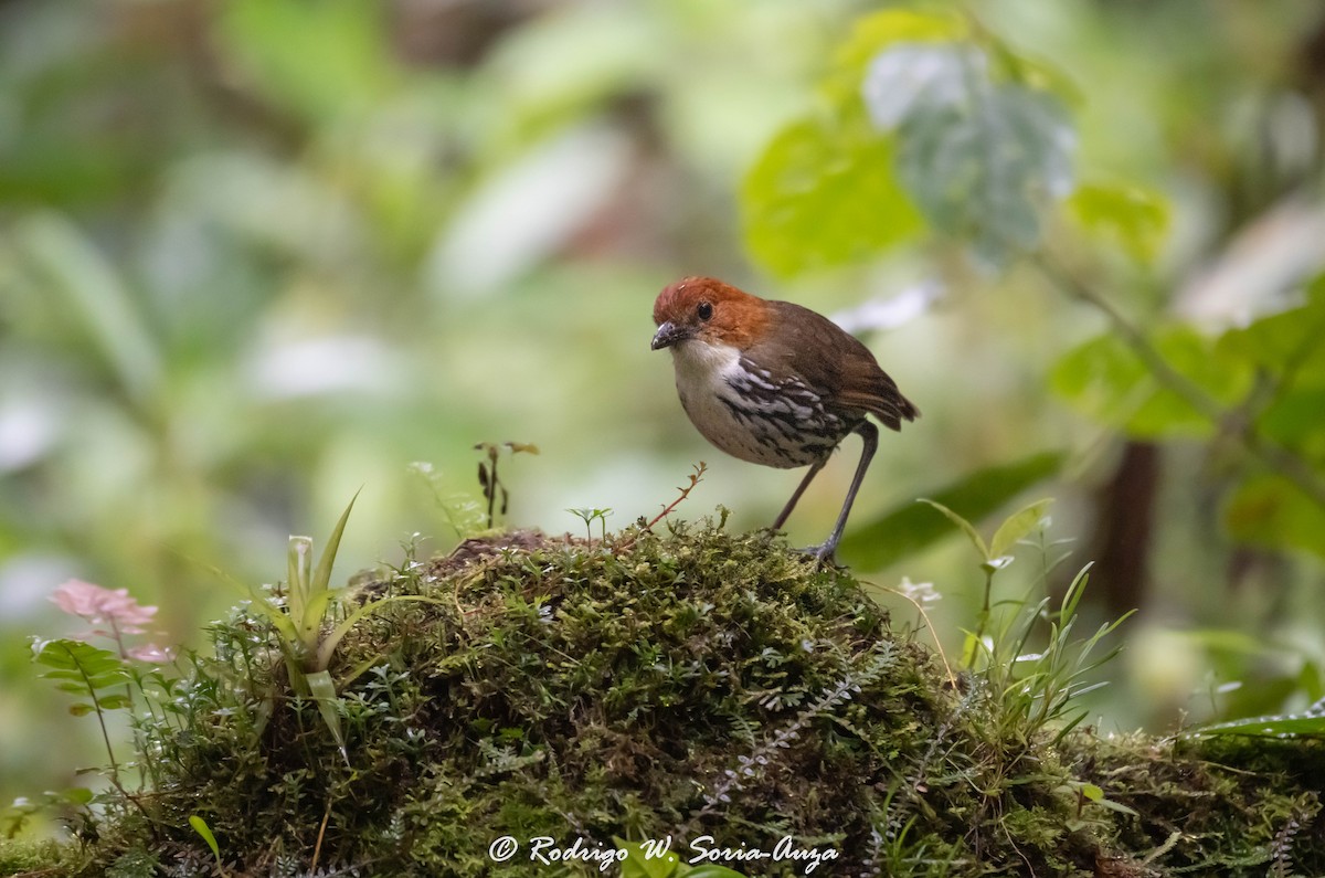 Chestnut-crowned Antpitta - ML614915930