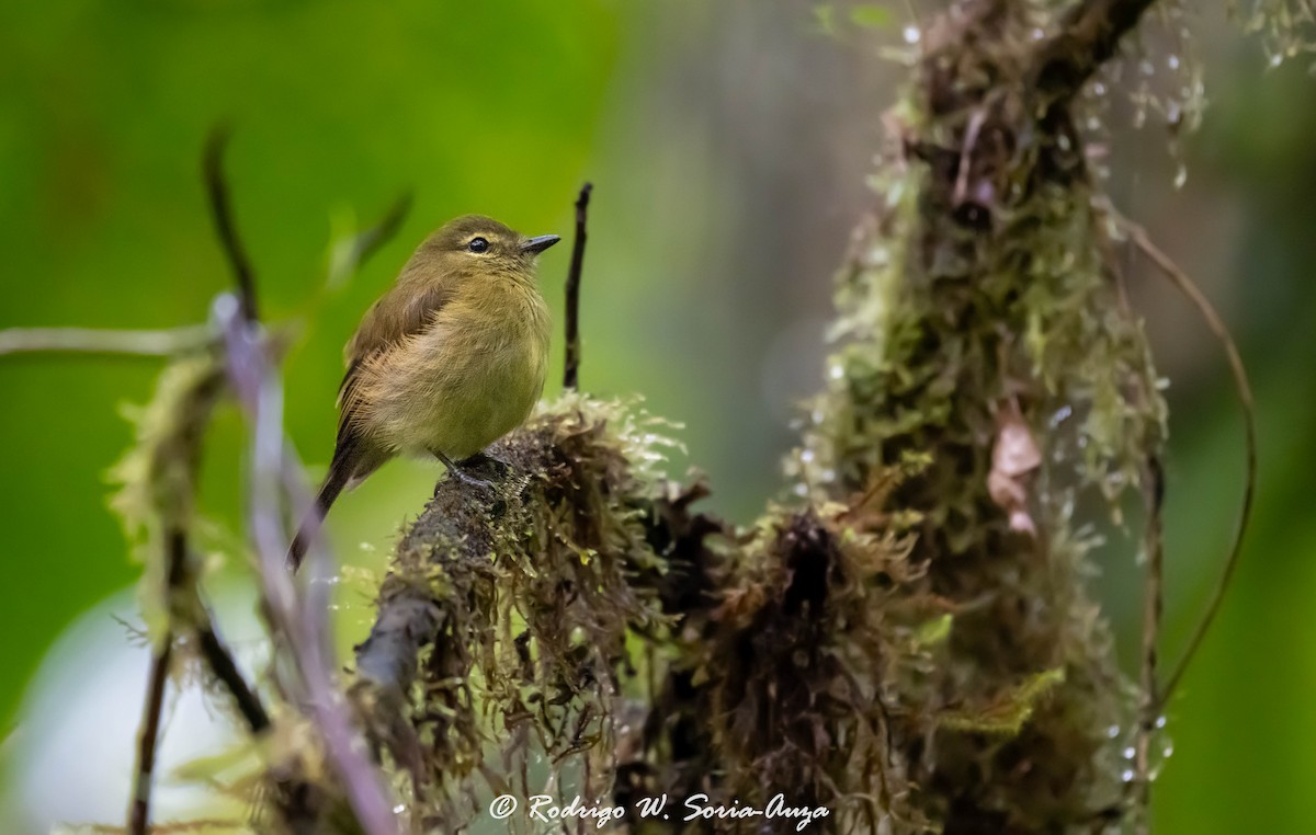 Flavescent Flycatcher - Rodrigo Wilber Soria Auza