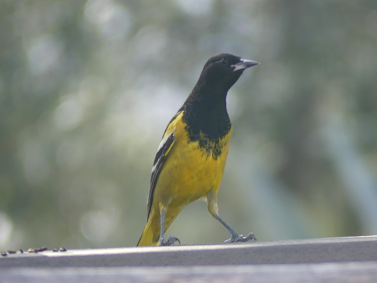 Oriole jaune-verdâtre - ML614916000