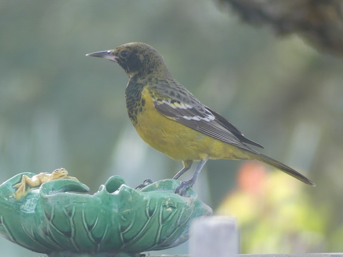 Scott's Oriole - ML614916004