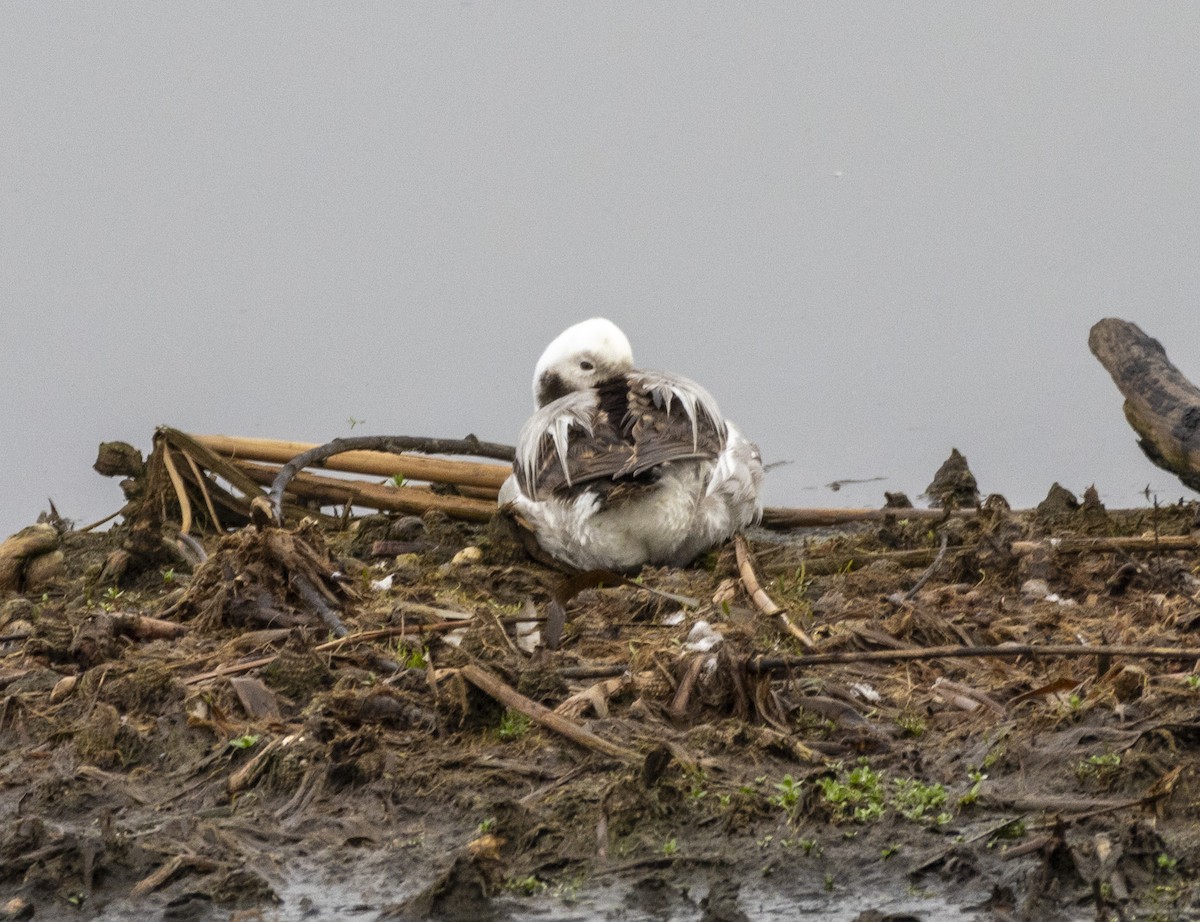 Long-tailed Duck - David Sexton