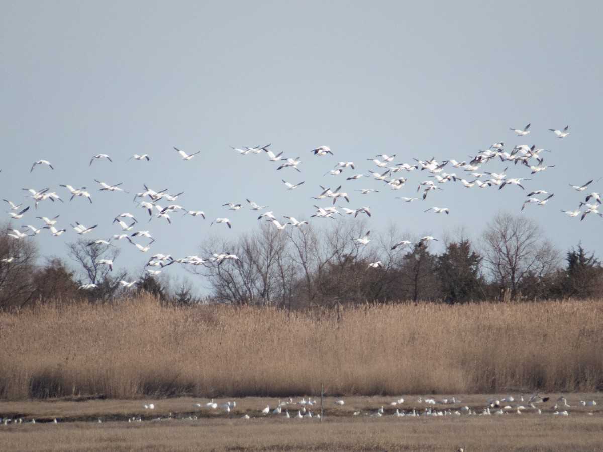 Snow Goose - ML614916049