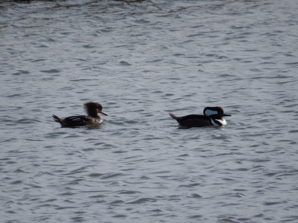 Hooded Merganser - ML614916065