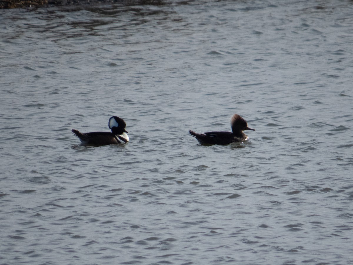 Hooded Merganser - Caitlin Sherman