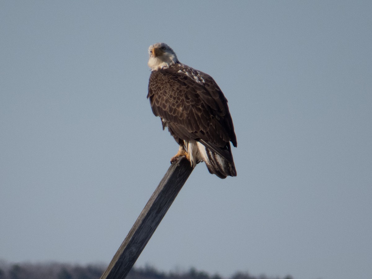 Weißkopf-Seeadler - ML614916087