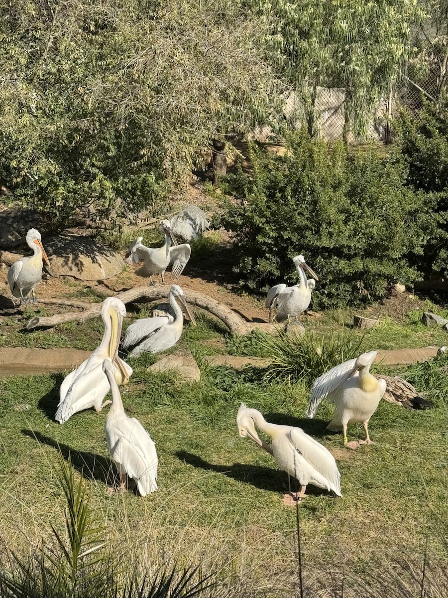 American White Pelican - ML614916140