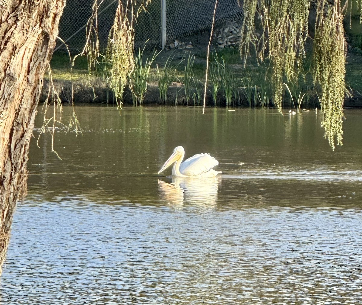 American White Pelican - ML614916149