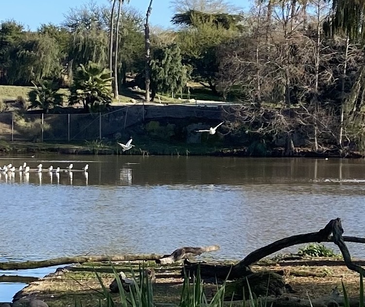 American White Pelican - Anonymous