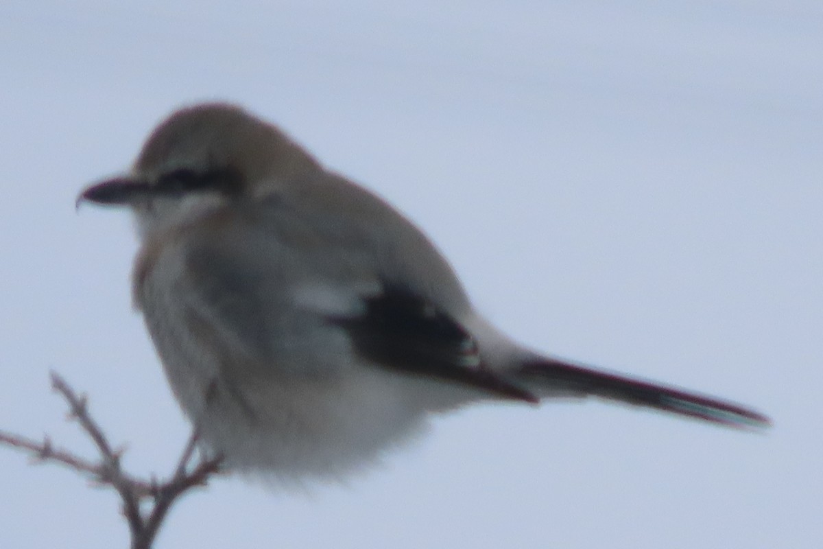 Northern Shrike - ML614916234