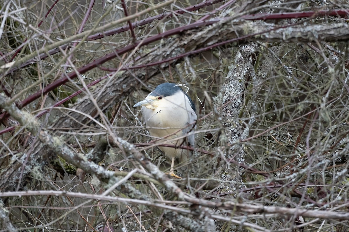 Black-crowned Night Heron - ML614916293