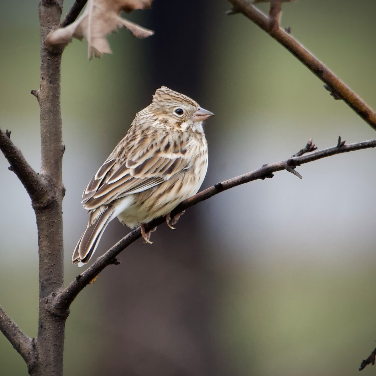 Vesper Sparrow - a tindell