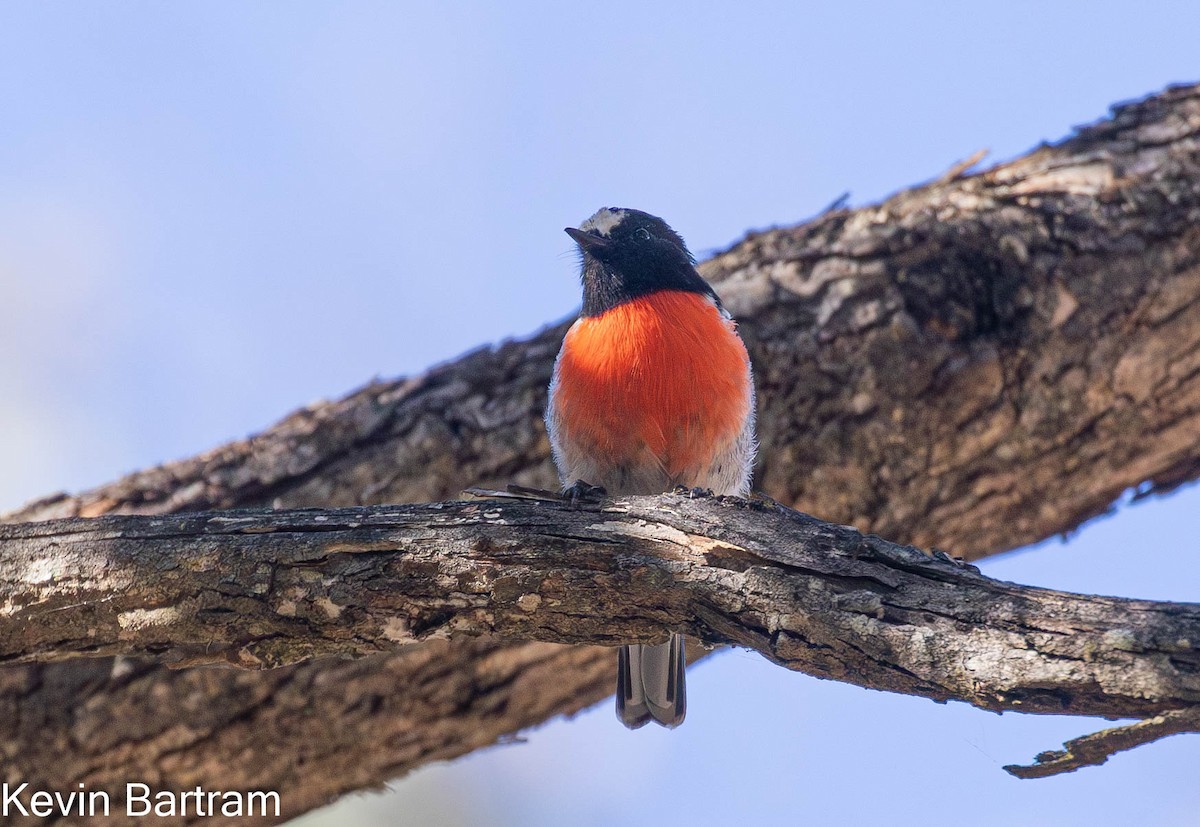 Scarlet Robin (Scarlet) - Kevin Bartram