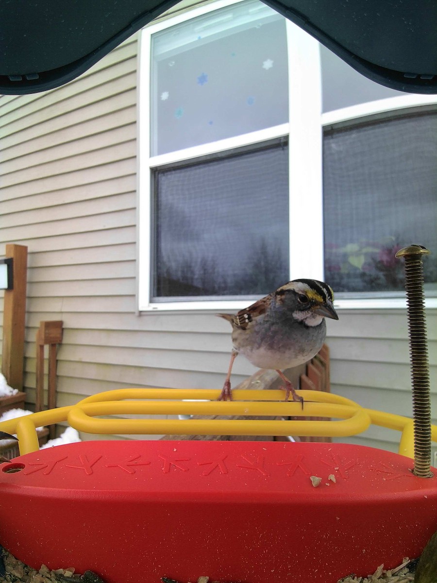 White-throated Sparrow - ML614916486