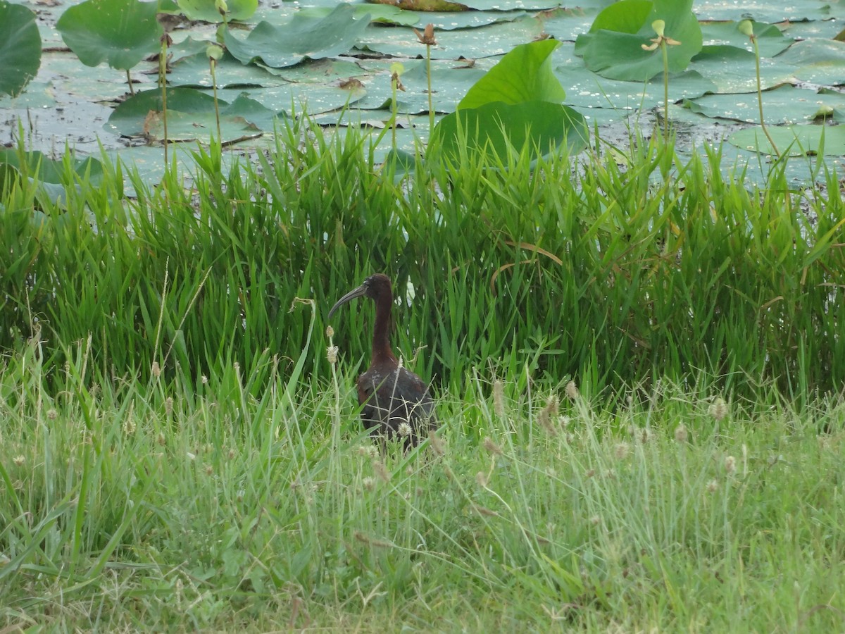 Glossy Ibis - ML614916501