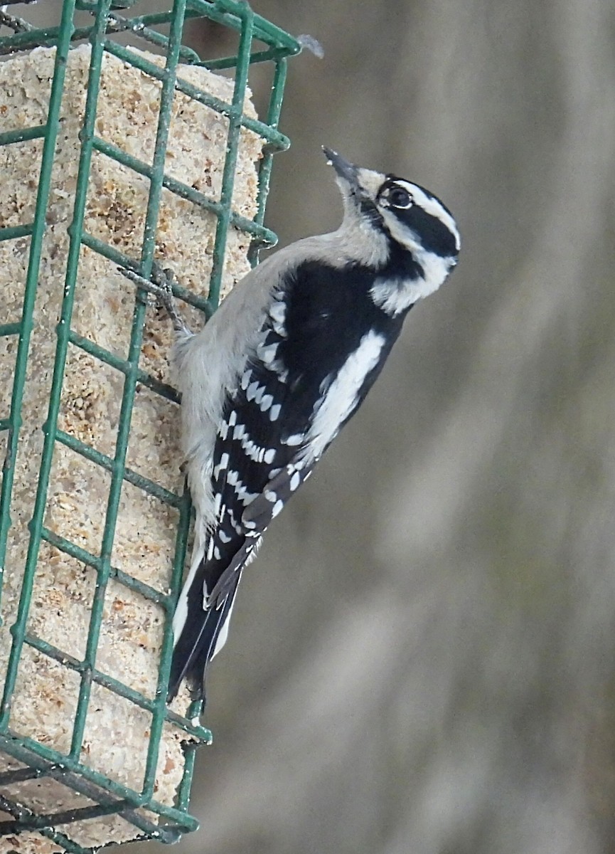 Downy Woodpecker - Melody Walsh