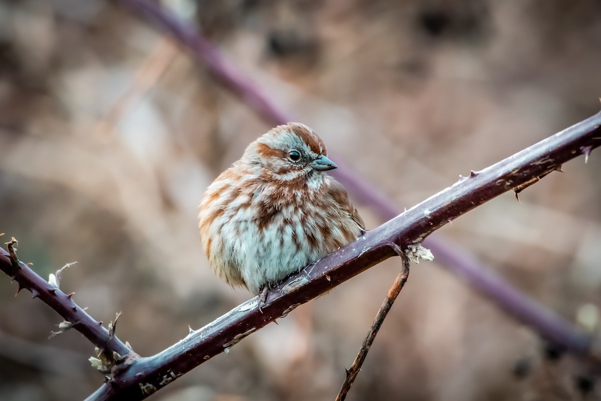 Song Sparrow - ML614916748