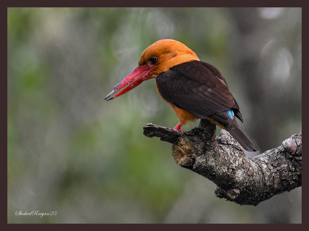 Brown-winged Kingfisher - ML614916779