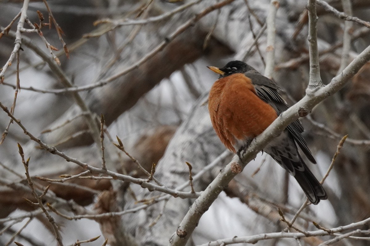 American Robin - ML614916801