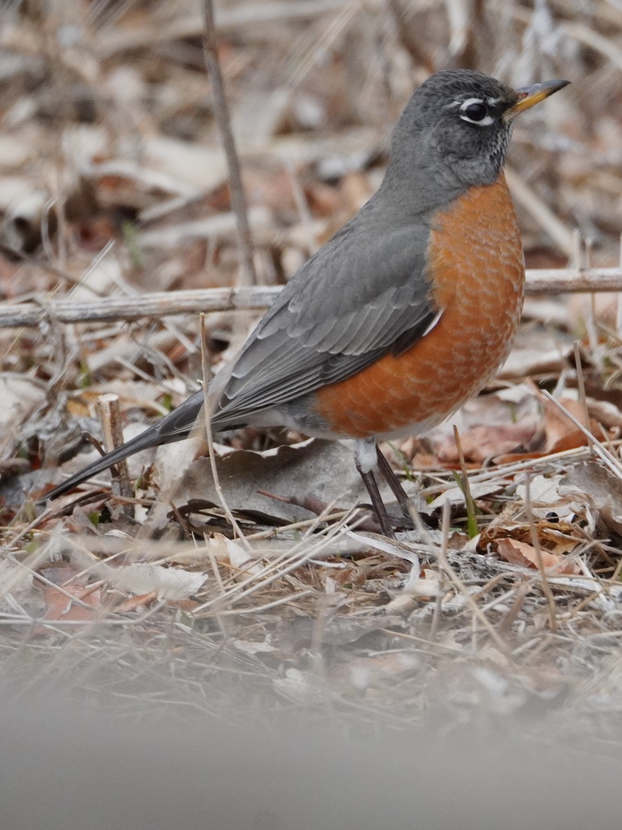 American Robin - ML614916802