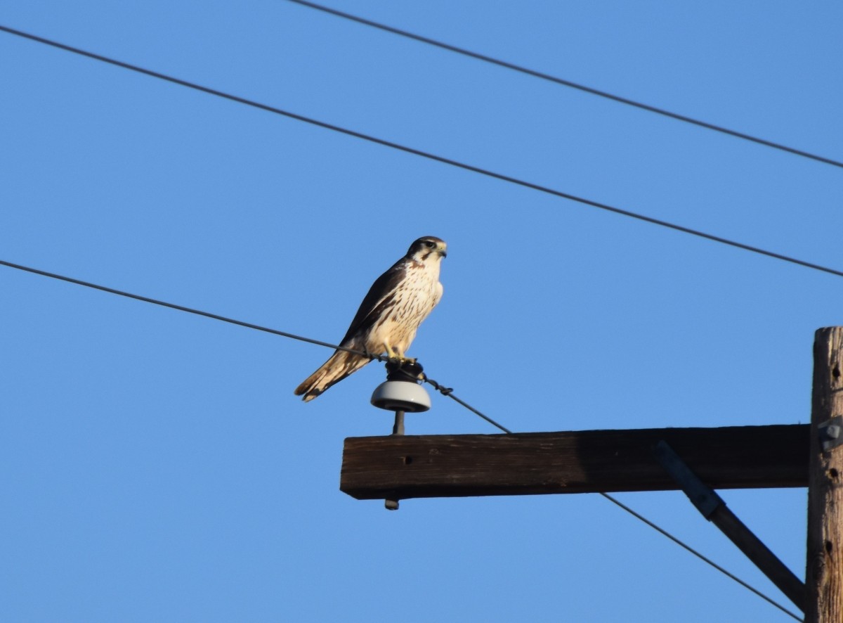 Prairie Falcon - ML614916878