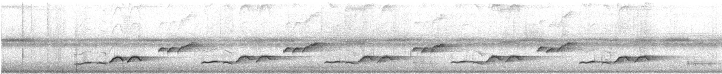 Белогрудый крапивник [группа prostheleuca] - ML614916919